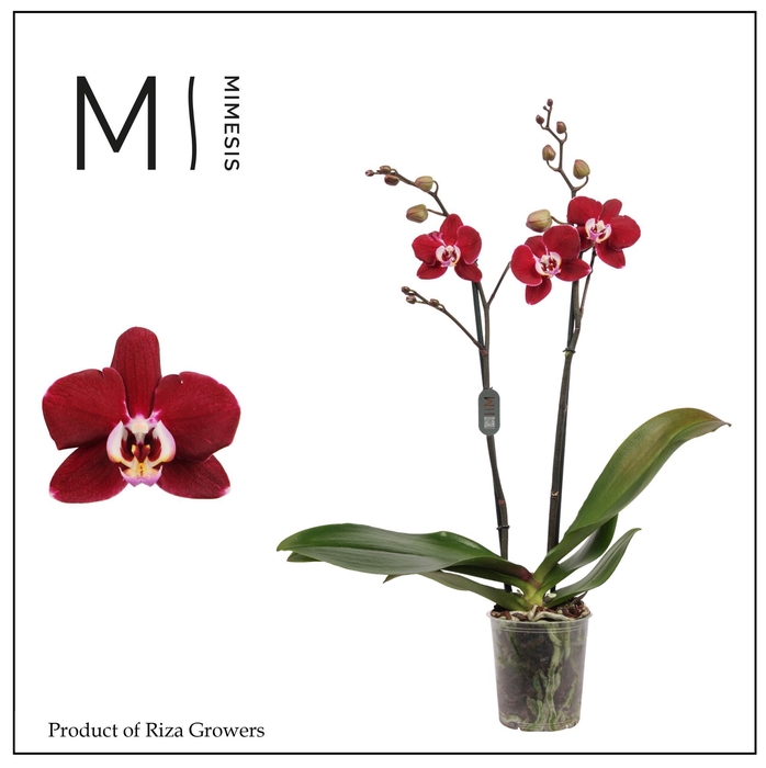 <h4>Phalaenopsis Magdalena 2 spike - 12cm | Mimesis</h4>