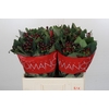 Hypericum Rocky Romance