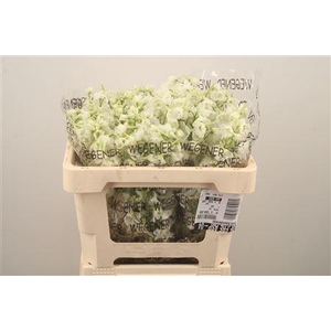 Delph En Premium Snowwhite