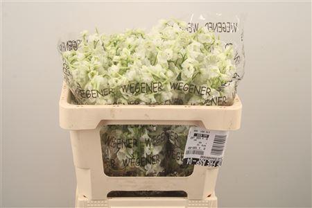 <h4>Delph En Premium Snowwhite</h4>