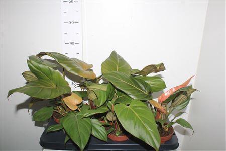 <h4>Phil Summer Glory</h4>