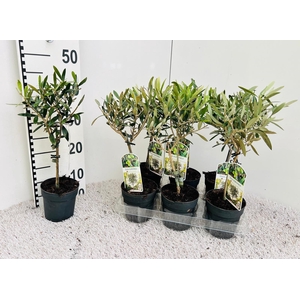 Olea Europaea on stem