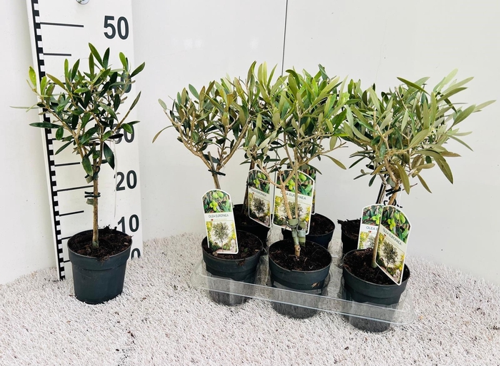 <h4>Olea Europaea on stem</h4>