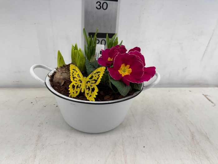 arr4 Hyacint MB - Harspotje taps x4