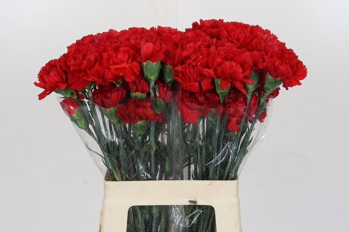 <h4>Dianthus St Turbo</h4>