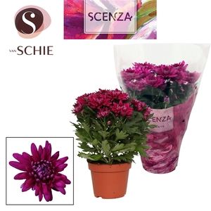 Chrysant Chrystal Purple