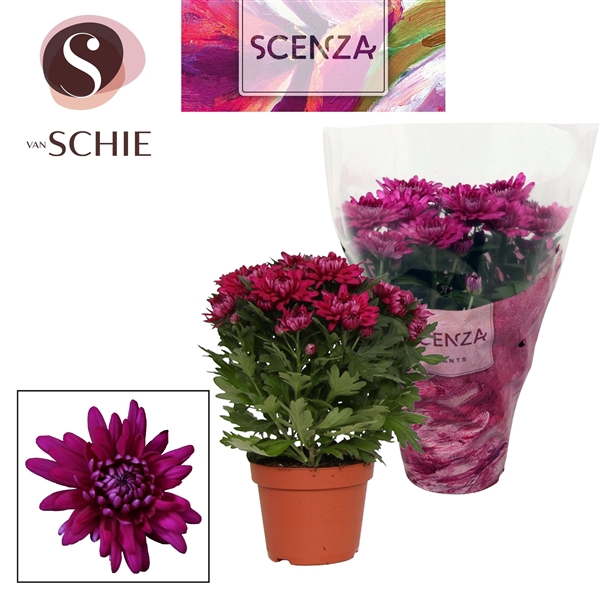 <h4>Chrysant Chrystal Purple</h4>