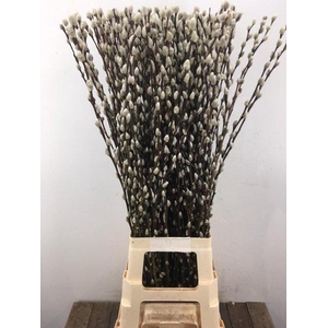 Salix snow flake