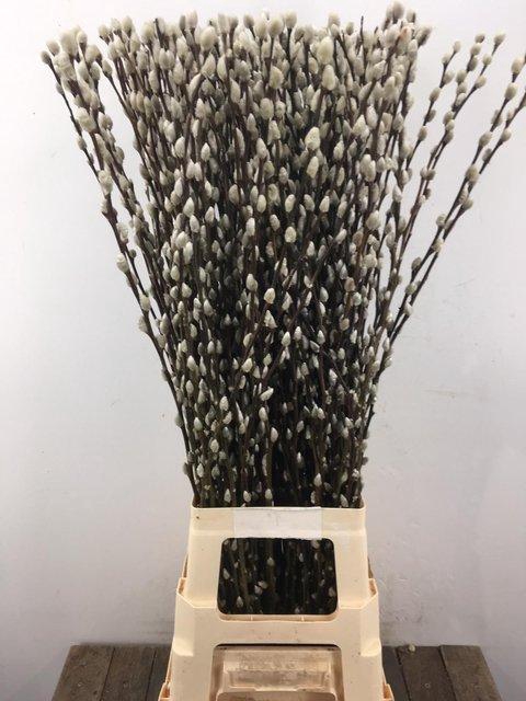 <h4>Salix snow flake</h4>