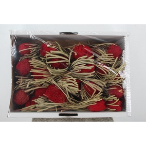 DF Banksia Hookerana Red