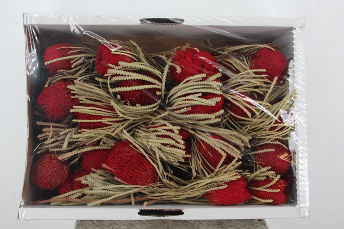 <h4>DF Banksia Hookerana Red</h4>