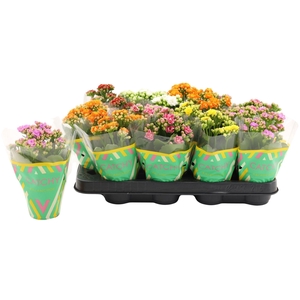 Kalanchoe blos. ..rosebud mix 5
