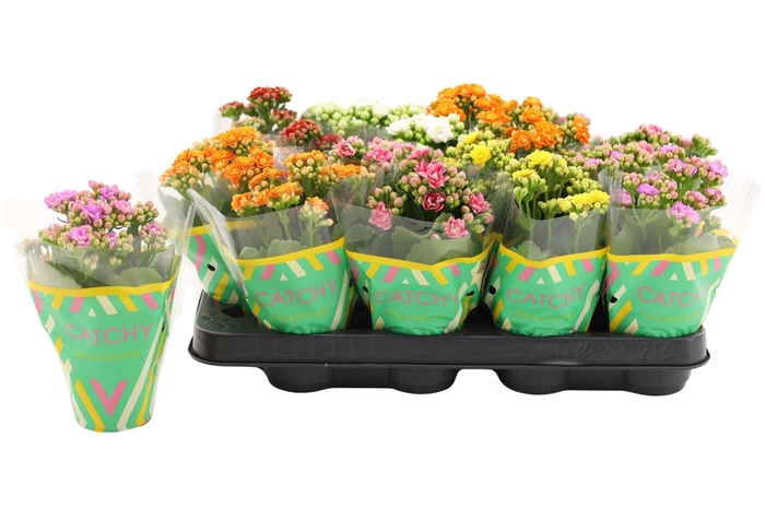 <h4>Kalanchoe blos.   ..rosebud mix  5</h4>