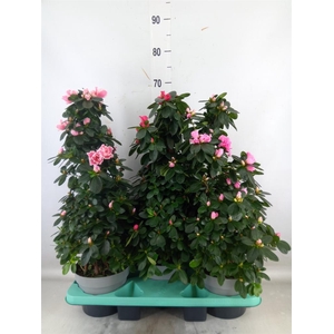 Rhododendron sim. 'Hellmut V' .mix