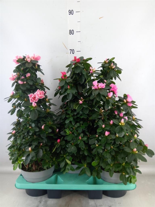 <h4>Rhododendron sim. 'Hellmut V' .mix</h4>