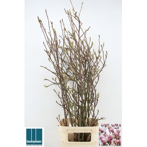 MAGNOLIA GRANDIFLORA