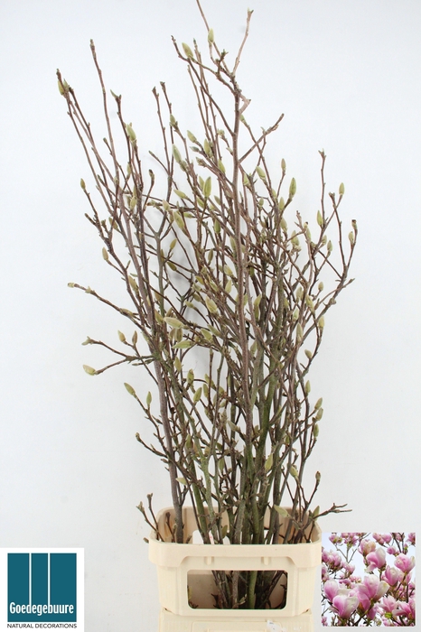 <h4>MAGNOLIA GRANDIFLORA</h4>