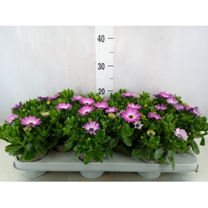 Osteospermum  'FlowPow Light Pink'