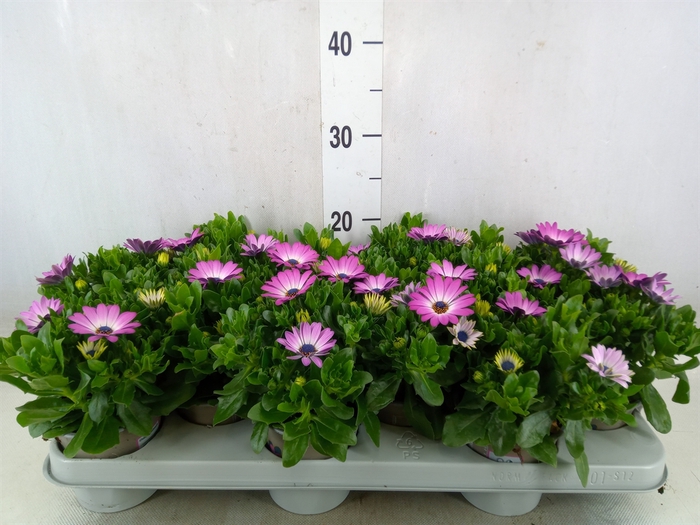 <h4>Osteospermum  'FlowPow Light Pink'</h4>