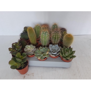 CACTUS GEM