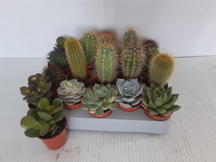 <h4>CACTUS GEM</h4>