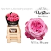 R GR VILLA MUZE x20