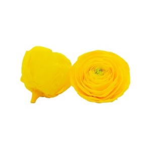 Ranunculus yel-99