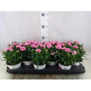 Dianthus  'Oscar Pink Star'