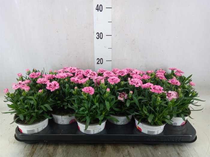 <h4>Dianthus  'Oscar Pink Star'</h4>