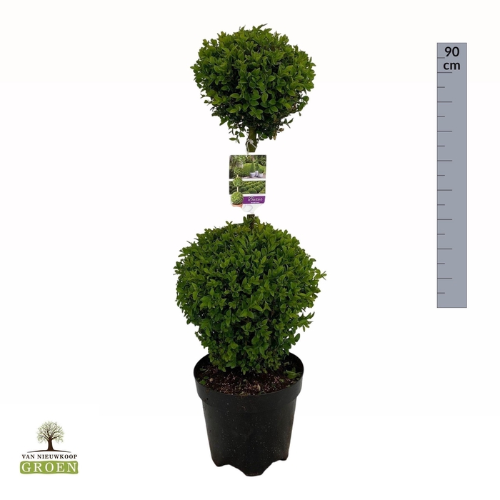 <h4>Buxus sempervirens Duo bol</h4>