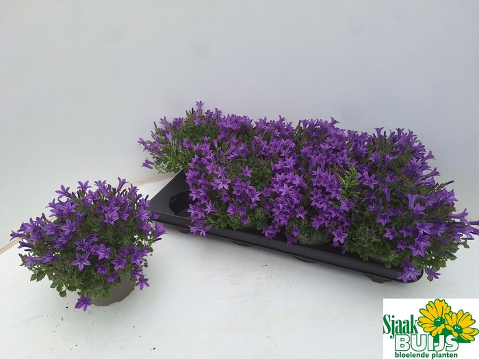 <h4>CAMP POR KRIS</h4>