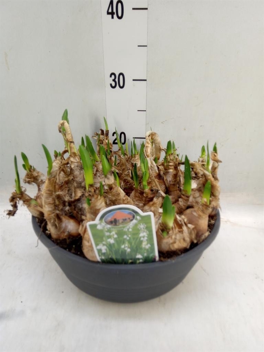 <h4>Leucojum aestivum</h4>