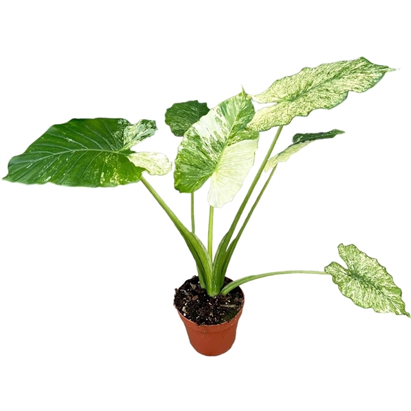 <h4>Alocasia Gageana Variegata</h4>