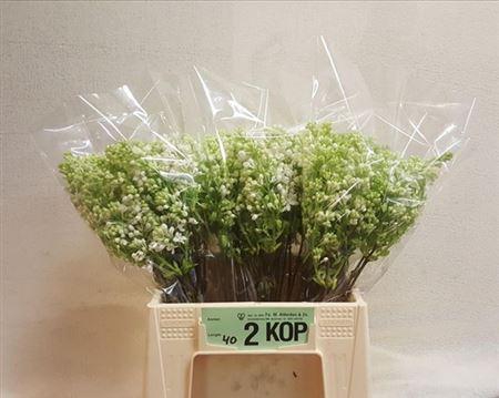 <h4>Syr V Mme Fl Stepman</h4>