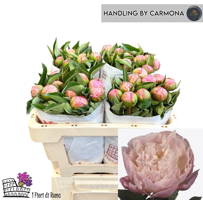 <h4>PAEO L CATH FONTIJN</h4>