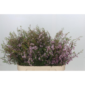 Chamelaucium Early Nir