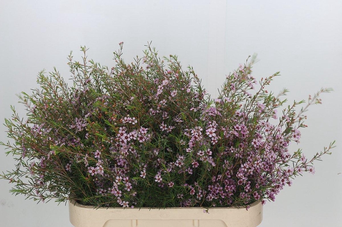 Chamelaucium Early Nir