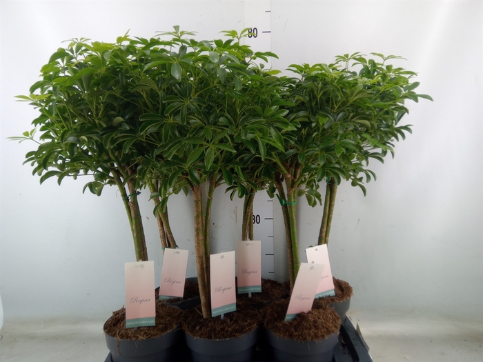 <h4>Schefflera arbor. 'Luseana'</h4>