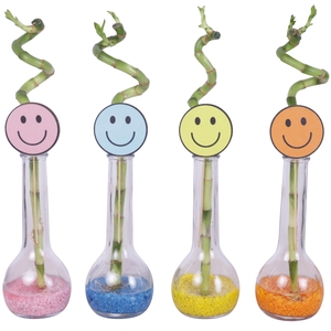 Yearround Lucky Bamboo Stem Spiral 30cm in Glass Bulb Bottle