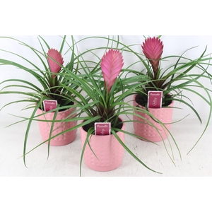 arr3 ZS - Pot bubble pink til anita