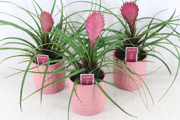 <h4>arr3 ZS - Pot bubble pink til anita</h4>