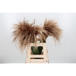 Miscanthus Kl Bh Antiek Goud