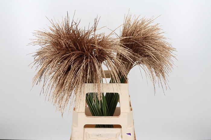 <h4>Miscanthus Kl Bh Antiek Goud</h4>