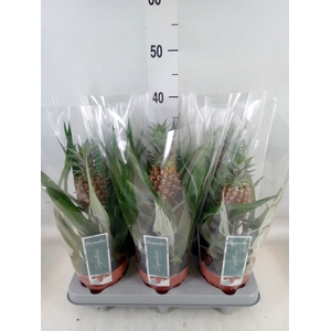Ananas  'Rosita'
