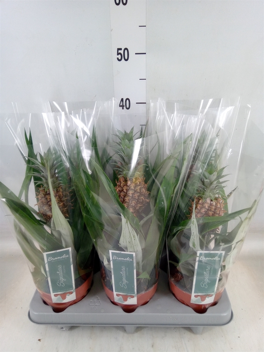 <h4>Ananas  'Rosita'</h4>