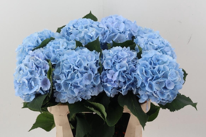 <h4>Hydr M Ch Verena Bl</h4>