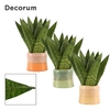 Sansevieria zeylanica fan 9 cm in Evita (Craft world-collection)