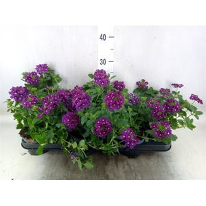 Verbena  'Lascar Burgundy'