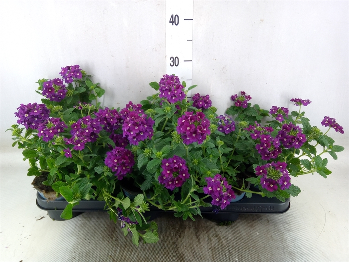 <h4>Verbena  'Lascar Burgundy'</h4>