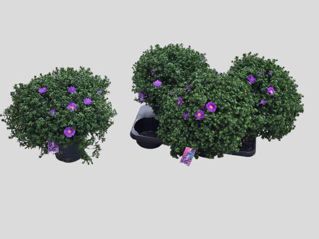<h4>!! PROMO !! ASTER DARK PURPLE P17</h4>